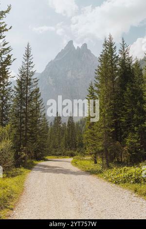 Große Lärchen stehen auf einer Wiese im Val Fiscalina bei Sexten. Ein Schotterweg führt durch den Wald in Richtung Berge. Die Berge der Dolomiten erheben sich im Hintergrund. Stockfoto