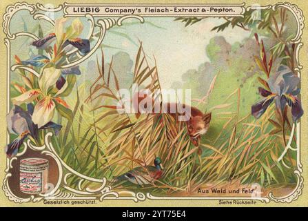 Bilderserie aus Wald und Flur, Fuchs und Ente, Liebigbild, digital restaurierte Reproduktion eines Sammelbildes von CA 1900, gemeinfrei, genaues Datum unbekannt, ein Fuchs schleicht durch eine blumenreiche Wiese 1f-4852706 Stockfoto