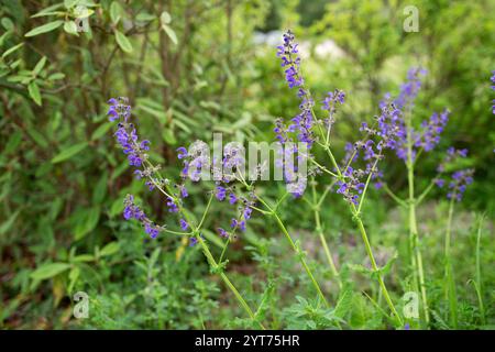 Russischer Salbei, Perowskia atriplicifolia, Silberbusch Stockfoto