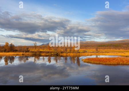 Birkenbäume spiegeln sich im Wasser des Teichs im Fokstumyra Naturschutzgebiet im Herbst/Herbst, Dovrefjell, Oppdal, Dovre Region, Zentralnorwegen Stockfoto