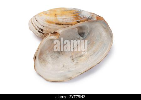 Studio-Aufnahme einer gewöhnlichen Muschel, Common Otter, ausgeschnitten vor weißem Hintergrund. Stockfoto