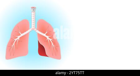 Lungenanatomie. Querschnitt des menschlichen Respirationstraktes mit Lunge, Luftröhre, Kehlkopf und Bronchien auf blauem und weißem Hintergrund mit Kopierraum für Ihren Stock Vektor