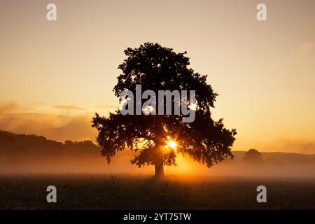 Sonnenschein durch das Laub von gemeiner Eiche / Stieleiche / englische Eiche (Quercus robur) Silhouette vor orangem Sonnenaufgangshimmel im Sommer Stockfoto