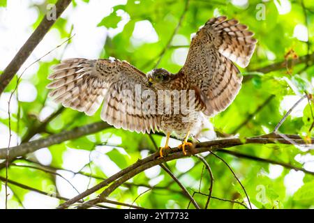 Der junge eurasische Sparschwein (Accipiter nisus) schlägt seine Flügel, Råsta Park in Solna, Schweden. Stockfoto