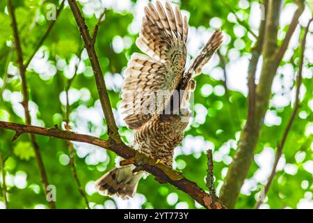 Der junge eurasische Sparschwein (Accipiter nisus) schlägt seine Flügel, Råsta Park in Solna, Schweden. Stockfoto