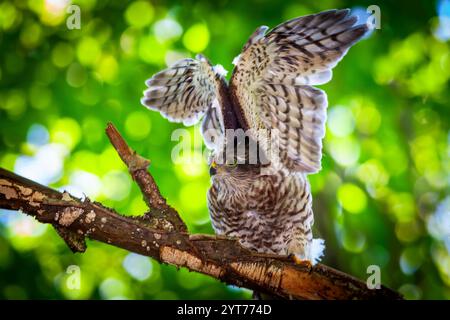 Der junge eurasische Sparschwein (Accipiter nisus) schlägt seine Flügel, Råsta Park in Solna, Schweden. Stockfoto