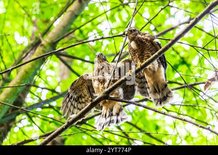 Der junge eurasische Sparschwein (Accipiter nisus) schlägt seine Flügel, Råsta Park in Solna, Schweden. Stockfoto