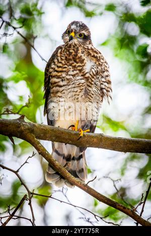 Der junge Eurasische Sparschwein (Accipiter nisus), Råsta Park in Solna, Schweden. Stockfoto