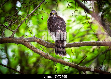 Der erwachsene eurasische Sparschwein (Accipiter nisus), der auf einem Ast thront, Råsta Park in Solna, Schweden. Stockfoto