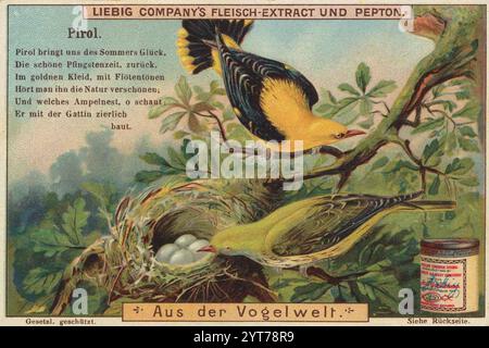 Bilderserie aus der Vogelwelt, Pirol, Liebigbild, digital restaurierte Reproduktion eines Sammelbildes von CA 1900, gemeinfrei, genaues Datum unbekannt, zwei Pirolen mit Nest und Eiern in einem Baum. Harmonisches Design mit sanften Farben 1f-4852882 Stockfoto