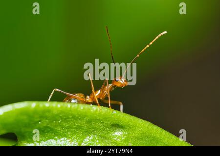 Makrofotografie der roten Ameise auf Passionsfrucht-Blütenknospen im Garten, Mahe, Seychellen Stockfoto