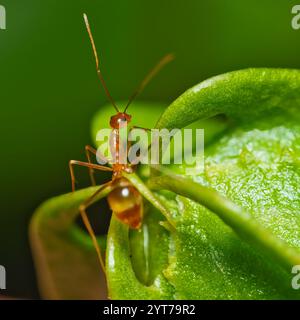 Makrofotografie der roten Ameise auf Passionsfrucht-Blütenknospen im Garten, Mahe, Seychellen Stockfoto