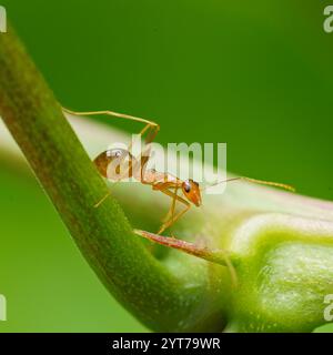 Makrofotografie der roten Ameise auf Passionsfrucht-Blütenknospen im Garten, Mahe, Seychellen Stockfoto