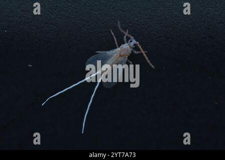 Makrofotografie der weißen Fliege auf schwarzem Hintergrund, Mahe Seychellen Stockfoto