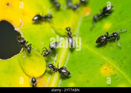 Mikrofotografie von schwarzen Ameisen auf grünem Blatt, Mahe Seychellen Stockfoto