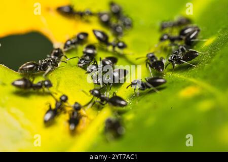 Mikrofotografie von schwarzen Ameisen auf grünem Blatt, Mahe Seychellen Stockfoto