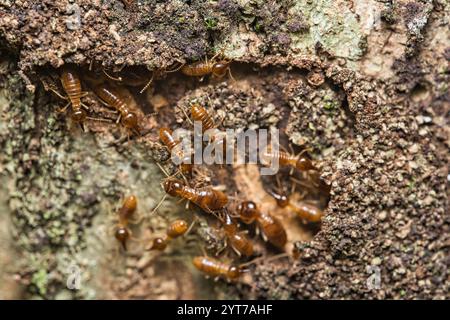 Mikrofotografie von Termiten im Termitenhügel Mahe Seychelles Stockfoto