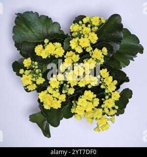 Blick von oben auf eine Pflanze in flammender Katy oder weihnachtlicher kalanchoe, Kalanchoe blossfeldiana, Crassulaceae Stockfoto