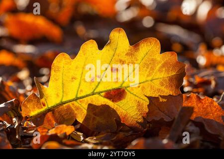 Herbstblatt, Nahaufnahme Stockfoto