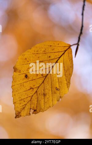 Herbstblatt, Nahaufnahme Stockfoto