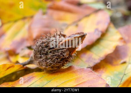 Herbst, Bechut auf dem Waldboden, Nahaufnahme Stockfoto