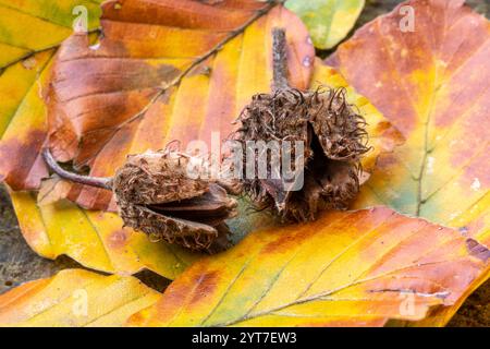 Herbst, Buschwingen auf dem Waldboden, Nahaufnahme Stockfoto