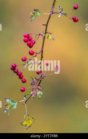 Zweig mit roten Beeren im Herbst, Nahaufnahme Stockfoto