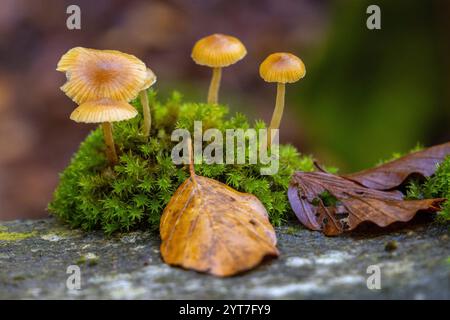 Pilze im Wald, Fall Stockfoto