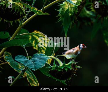 Goldfink auf Sonnenblume Stockfoto