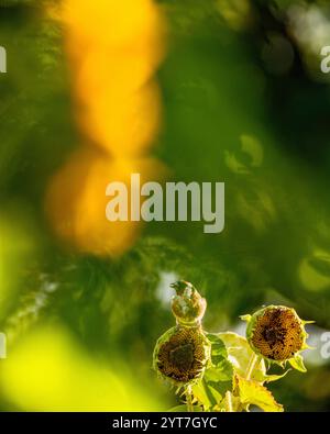 Goldfink auf Sonnenblume Stockfoto