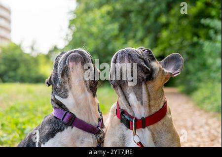 Porträt zweier französischer Bulldoggen. Stockfoto