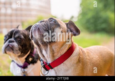 Porträt zweier französischer Bulldoggen. Stockfoto