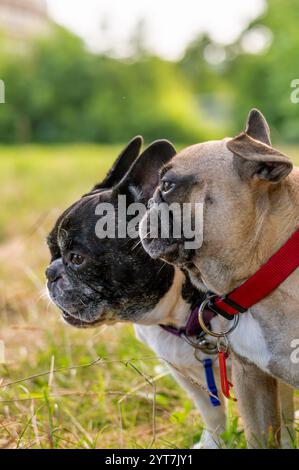 Porträt zweier französischer Bulldoggen. Stockfoto