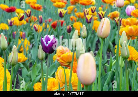 Lila Tulpe Gesner's mit weißen Streifen blüht im Frühling. Stockfoto