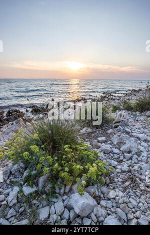 Wunderschöner Sonnenuntergang in einer Landschaft an einer felsigen Küste mit einem markanten Leuchtturm und Kiefernwald. Blick über die Küste zum Gebäude, auf das Mittelmeer, Vir, Dalmatien, Kroatien, Adria Stockfoto