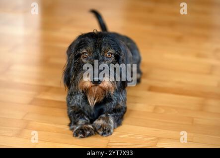 Rauhaariger Dackel, männlich, 3 Jahre alt, auf dem Boden liegend Stockfoto