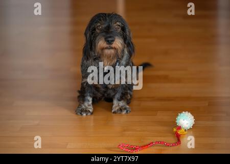 Rauhaariger Dackel, männlich, 3 Jahre, sitzt auf dem Boden, bittet um Spiel, Ball Stockfoto