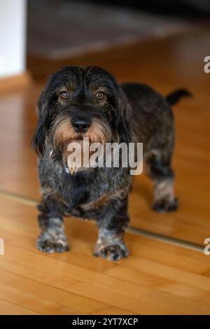 Rauhaariger Dackel, männlich, 3 Jahre, steht auf Parkettboden Stockfoto