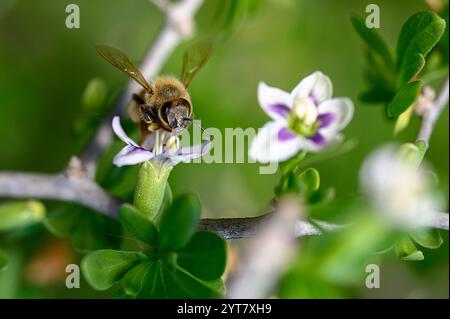 An einem sonnigen Frühlingstag sammelt eine Biene viel Nektar aus blühenden Blüten, während sie von üppigen grünen Blättern umgeben ist. Stockfoto