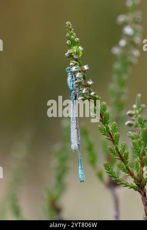 Blauschwanzige Damselfliege, die auf einem Zweig aus blassrosa, blassem Heidekraut vor einem diffusen Hintergrund sitzt Stockfoto