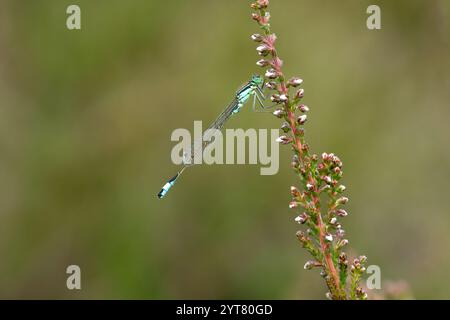 Blauschwanzige Damselfliege, die auf einem Zweig aus blassrosa, blassem Heidekraut vor einem diffusen Hintergrund sitzt Stockfoto