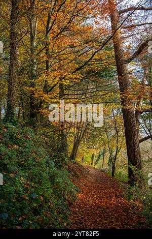 Pine Walk in Shaftesbury, Dorset, Großbritannien. Herbstszene (Herbst) eines wunderschönen Waldweges in Shaftesbury mit goldenen Farben. Stockfoto
