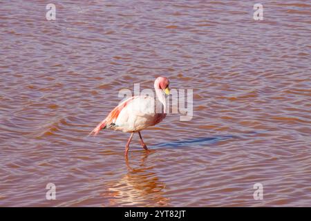 Anden-Flamingos, die anmutig in den flachen Gewässern der Laguna Colorada in Bolivien stehen und die atemberaubenden Rottöne der Seeoberfläche widerspiegeln Stockfoto