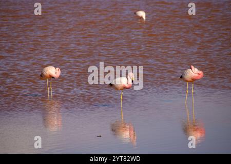 Drei Flamingos der Anden stehen anmutig im flachen Wasser der Laguna Colorada, Bolivien, und spiegeln die atemberaubenden Rottöne der Seenoberfläche wider. Stockfoto