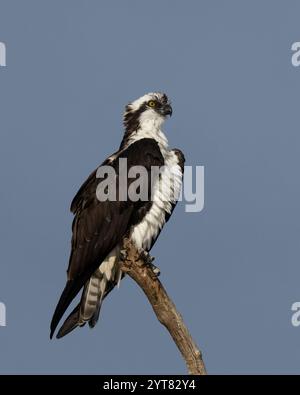 Osprey (Pandion haliaetus) Sacramento County Kalifornien USA Stockfoto