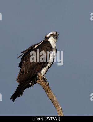 Osprey (Pandion haliaetus) Sacramento County Kalifornien USA Stockfoto