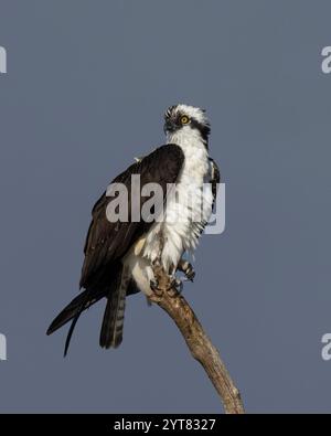 Osprey (Pandion haliaetus) Sacramento County Kalifornien USA Stockfoto