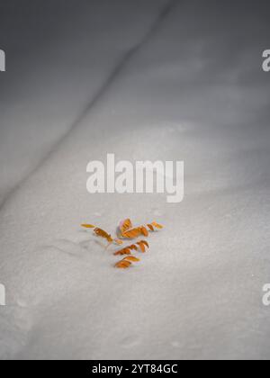 Herbstblatt im Schnee, Stillleben Stockfoto