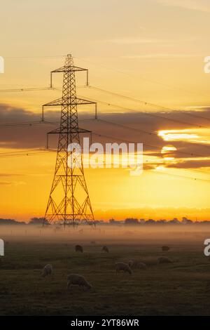 England, Kent, Romney Marsh, Dawn mit Strom Pylon und Schafe in Misty Field Stockfoto