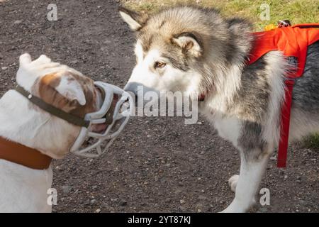 England, Kent, Deal, Betteshanger Country Park, Pawfest, Hunde Stockfoto